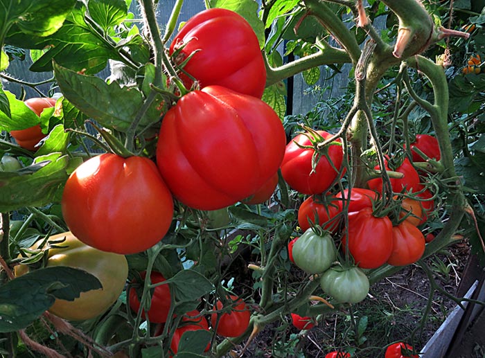 tomaty sorta inzhir: kharakteristiki, opisanie, otzyvy141 Томати сорту Інжир: характеристики, опис, відгуки