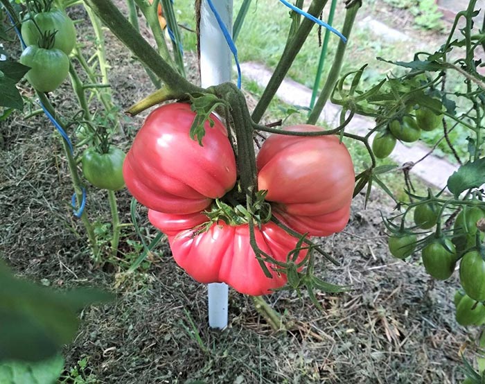 tomaty sorta inzhir: kharakteristiki, opisanie, otzyvy142 Томати сорту Інжир: характеристики, опис, відгуки