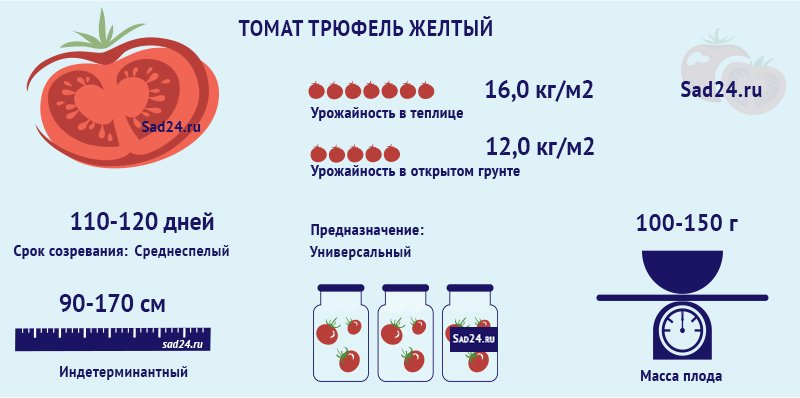 tryufel zheltyjj: rekomendacii po vyrashhivaniyu i opisanie zolotistogo tomata97 Трюфель жовтий: рекомендації з вирощування та опис золотистого томату