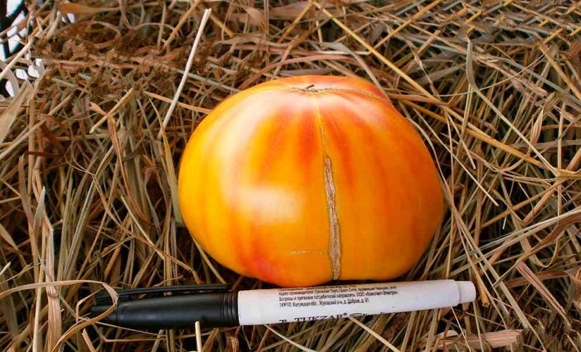 zvezda tekhasa   moshhnyjj tomat dlya teplic so vpechatlyayushhim opisaniem44 Зірка Техасу — потужний томат для теплиць з вражаючим описом