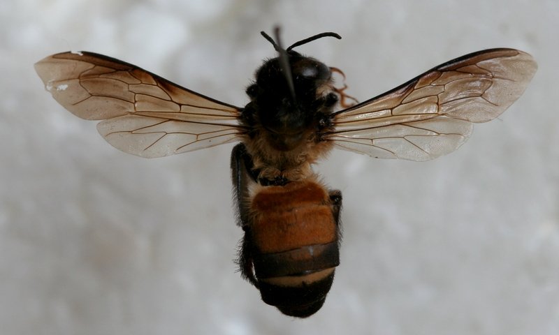 046c7a1cd6003ee9960d8b89b22112fb Як влаштовані бджоли: скільки око, крил, шлунків, ніг