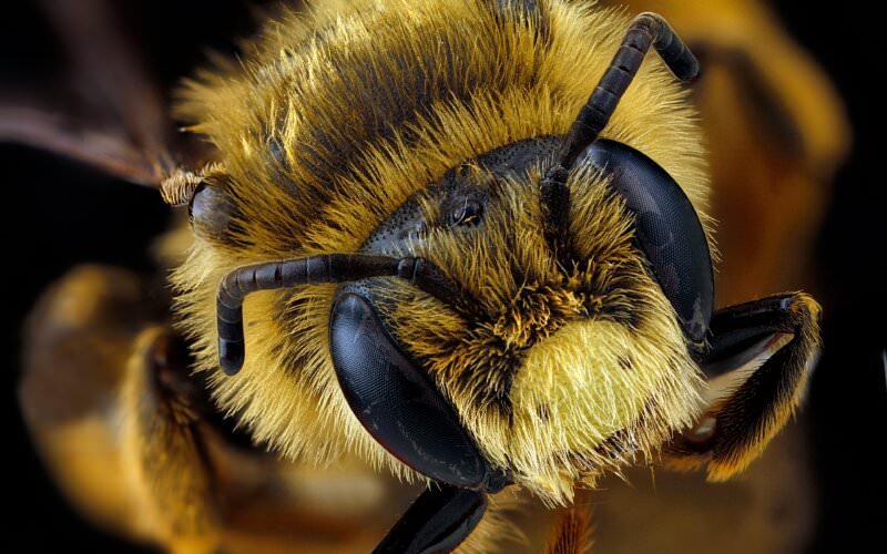 b08f41e9dcc4d667910e31a4bf54cc46 Як влаштовані бджоли: скільки око, крил, шлунків, ніг