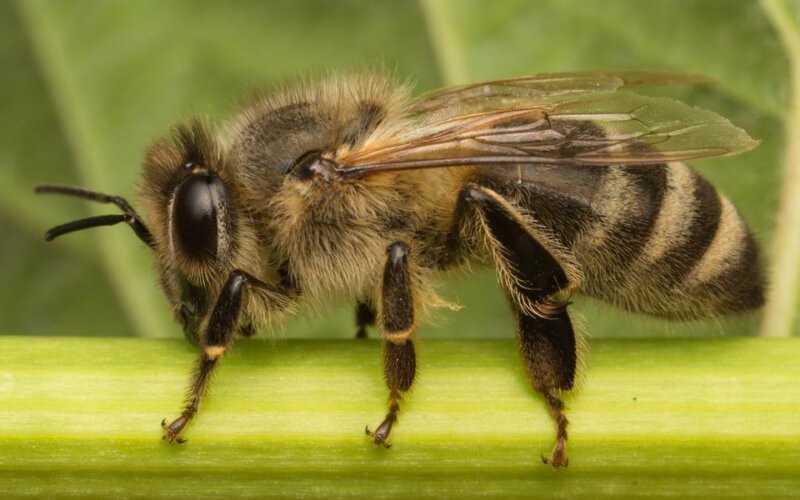 c3263a8f2d62458f068076f5d5edc2c4 Як влаштовані бджоли: скільки око, крил, шлунків, ніг