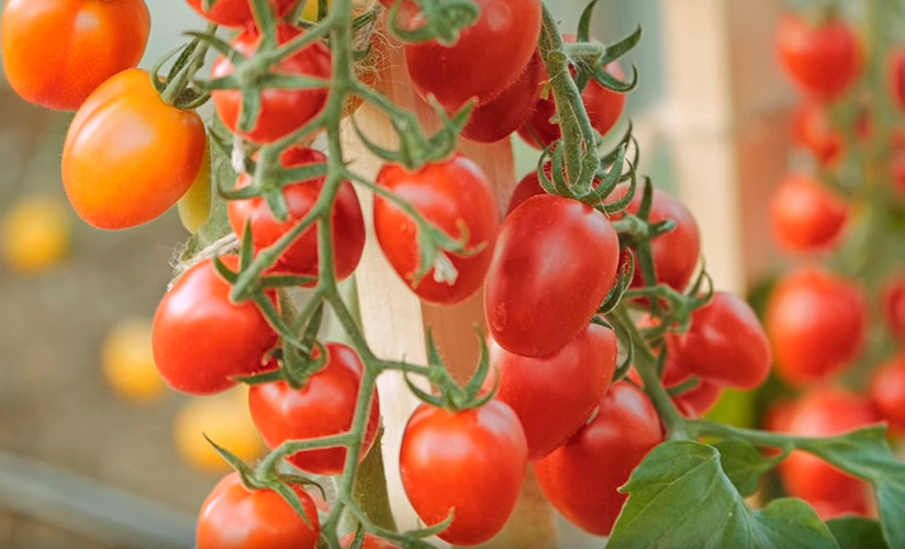 cherri ehlizabet f1: rannespelyjj gibrid s bolshim potencialom  opisanie tomata i sovety po vyrashhivaniyu82 Черрі Елізабет F1 ранньостиглий гібрид з великим потенціалом. Опис томату і поради по вирощуванню