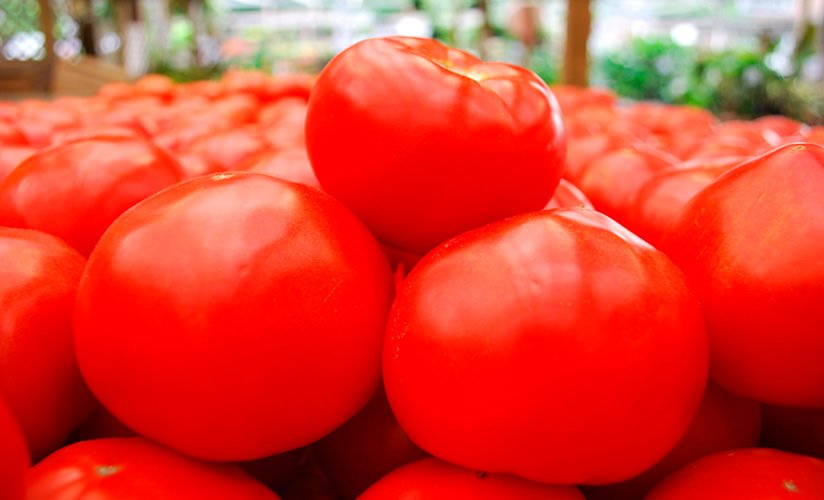 obshhee opisanie i kharakteristiki teplichnogo tomata sakharok10 Загальний опис і характеристики тепличного томату Сахарок