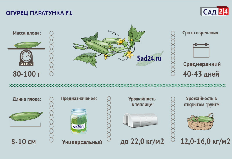 ogurec paratunka f1: kharakteristiki, agrotekhnika, otzyvy75 Огірок Паратунка F1: характеристики, агротехніка, відгуки