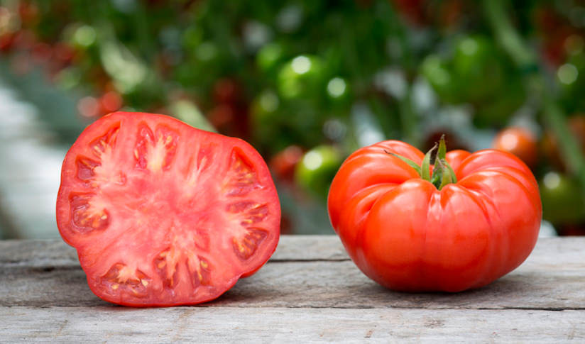opisanie krupnoplodnogo tomata chempion vesa16 Опис крупноплідного томату Чемпіон ваги
