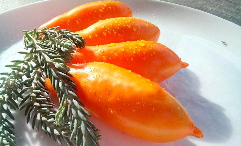 palmira: kak vyrastit oranzhevyjj tomat  rekomendacii i opisanie34 Пальміра: як виростити помаранчевий томат. Рекомендації та опис