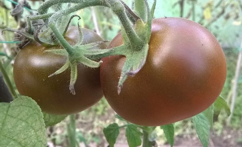 sakhar korichnevyjj   neobychnyjj tomat  osobennosti, opisanie agrotekhniki, otzyvy48 Цукор коричневий — незвичайний томат. Особливості, опис агротехніки, відгуки