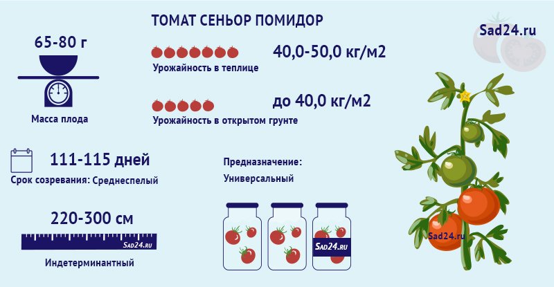 tomat superurozhajjnyjj senor pomidor: opisanie, agrotekhnika, otzyvy5 Томат суперурожайний Сеньйор помідор: опис, агротехніка, відгуки