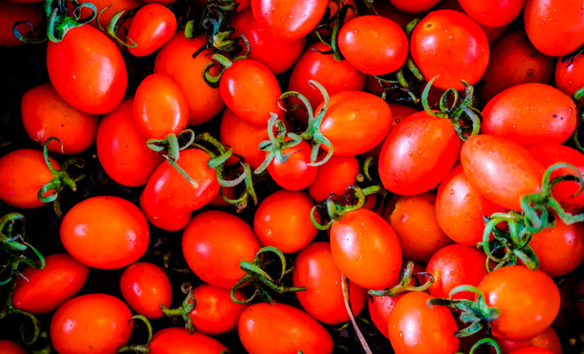 tomaty serii sakharnaya sliva: urozhajjnost, opisanie, osobennosti, otzyvy14 Томати серії Цукрова зливу: урожайність, опис, особливості, відгуки