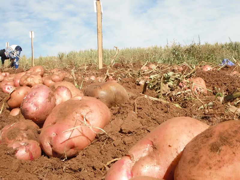 15bbe2c70574e40b4872b78c477a2cdb Добриво для картоплі при посадці в лунку навесні для збільшення врожаю