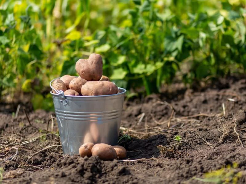 1bee593e2370d63f46fa83196ec63b2c Добриво для картоплі при посадці в лунку навесні для збільшення врожаю