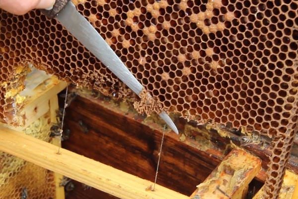 2e632e6f454ac93028384122fddb72de Як припинити роїння бджіл: протиройові методи в бджільництві
