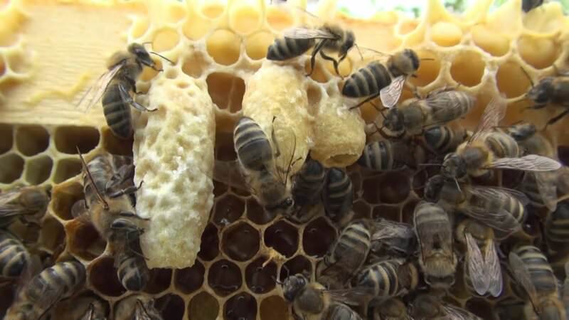 3c31bd2c4240ac44951c65a795da2997 Висновок бджолиних маток — коли і як виводити матку