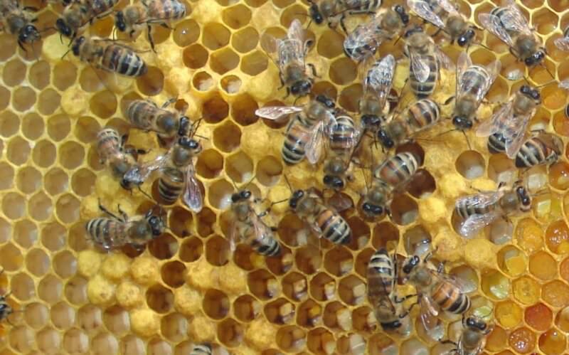 4204b4b4f2e1dd177e9cf2bb897b7027 Висновок бджолиних маток — коли і як виводити матку