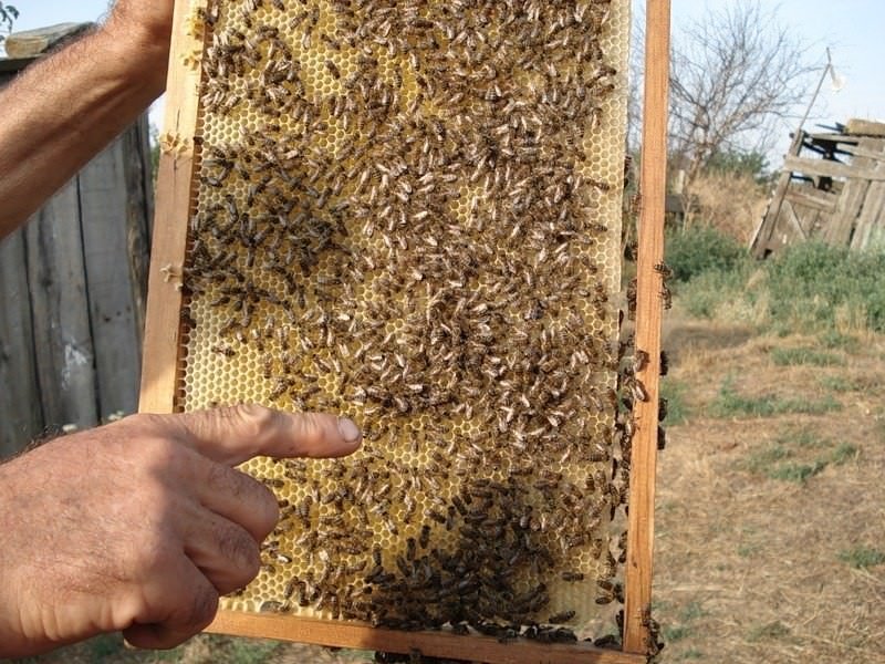 7e32e88b2887f2077d63f723d78b8ae4 Як припинити роїння бджіл: протиройові методи в бджільництві