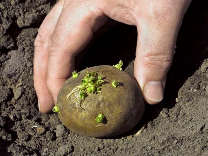 c48a112032bb5ce3ede36421dc4929a0 Добриво для картоплі при посадці в лунку навесні для збільшення врожаю