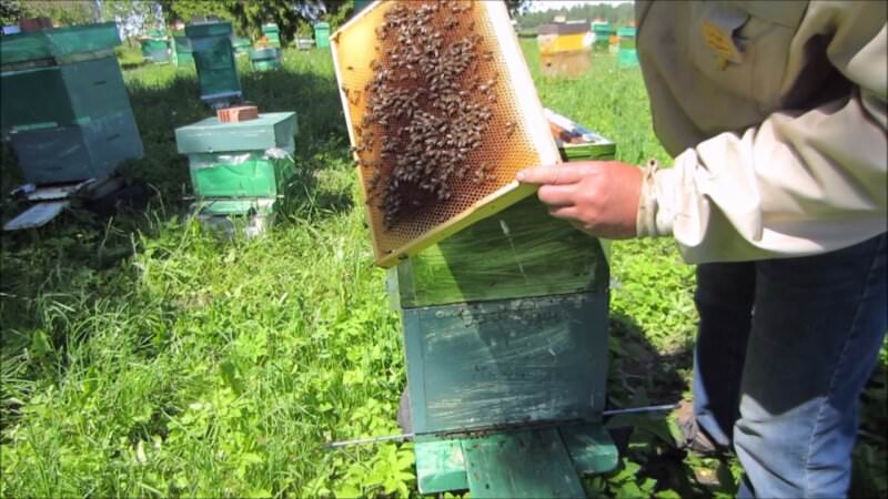 d51aa865a2388ae0a9597dcfa9b4d32e Як припинити роїння бджіл: протиройові методи в бджільництві