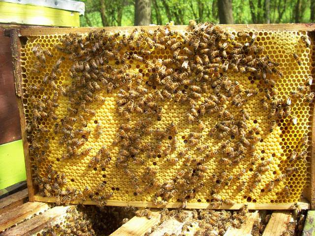 fbee5e409764e257e77477c4f1209dfb Висновок бджолиних маток — коли і як виводити матку
