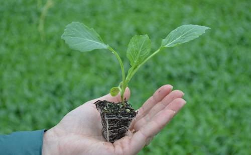 4 sposoba, kak vyrastit krepkuyu rassadu kapusty v domashnikh usloviyakh226 4 способи, як виростити міцну розсаду капусти в домашніх умовах