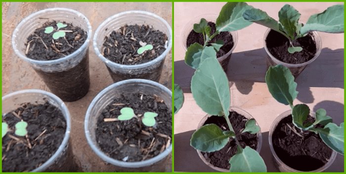 4 sposoba, kak vyrastit krepkuyu rassadu kapusty v domashnikh usloviyakh229 4 способи, як виростити міцну розсаду капусти в домашніх умовах