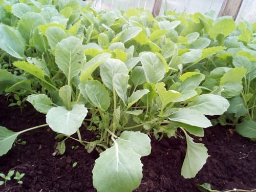 4 sposoba, kak vyrastit krepkuyu rassadu kapusty v domashnikh usloviyakh231 4 способи, як виростити міцну розсаду капусти в домашніх умовах