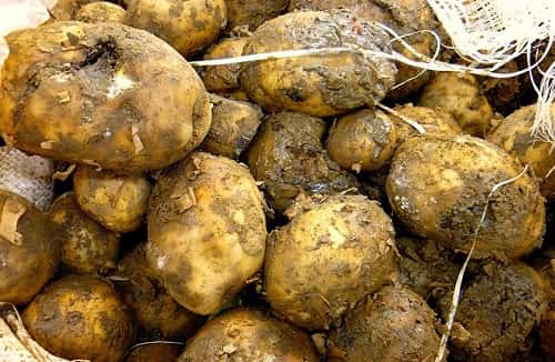 5 oshibok pri khranenii kartofelya  kak ikh ispravit 15 5 помилок при зберіганні картоплі. Як їх виправити?