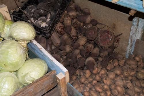 5 oshibok pri khranenii kartofelya  kak ikh ispravit 16 5 помилок при зберіганні картоплі. Як їх виправити?