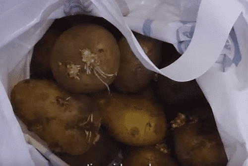 5 sposobov prorashhivaniya kartofelya pered posadkojj115 5 способів пророщування картоплі перед посадкою