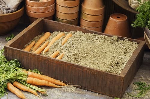8 sposobov khraneniya morkovi zimojj v domashnikh usloviyakh36 8 способів зберігання моркви взимку в домашніх умовах