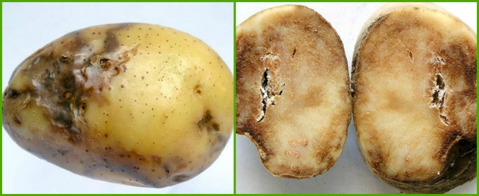92c5dfd56356cb3661cd68a5a501265f Фітофтора на картоплю (картоплю) – препарати та народні засоби для боротьби з фітофторою