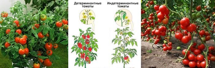 determinantnye, indeterminantnye sorta tomatov  preimushhestva i nedostatki72 Детермінантні, індетермінантні сорти томатів. Переваги і недоліки