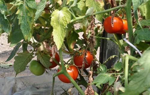 fitoftora na pomidorakh: prichiny, priznaki, kak borotsya42 Фітофтора на помідорах: причини, ознаки, як боротися