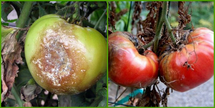 fitoftora na pomidorakh: prichiny, priznaki, kak borotsya43 Фітофтора на помідорах: причини, ознаки, як боротися