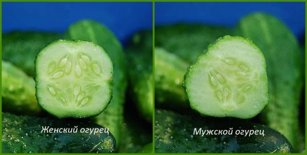 kak poluchit semena ogurcov v domashnikh usloviyakh 50 Як отримати насіння огірків в домашніх умовах?