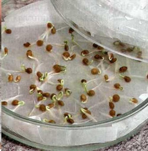 kak proverit semena na vskhozhest v domashnikh usloviyakh130 Як перевірити насіння на схожість в домашніх умовах