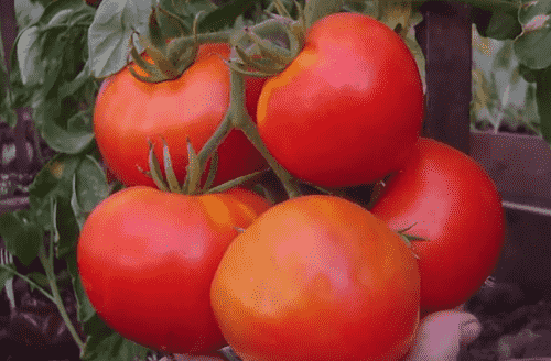 kak sdelat semena tomatov iz svoikh pomidor52 Як зробити насіння томатів зі своїх помідор