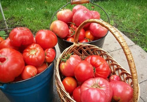kak vyrastit krupnye pomidory  5 sekretov ot opytnykh dachnikov67 Як виростити великі помідори? 5 секретів від досвідчених дачників