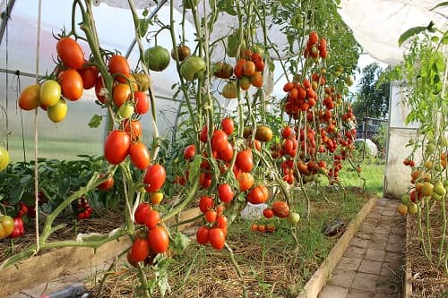 kak vyrastit krupnye pomidory  5 sekretov ot opytnykh dachnikov70 Як виростити великі помідори? 5 секретів від досвідчених дачників