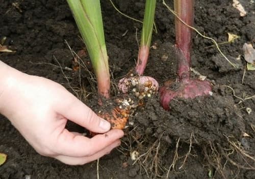kogda vykapyvat gladiolusy osenyu i kak khranit 50 Коли викопувати гладіолуси восени і як зберігати?