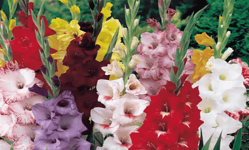 kogda vysazhivayut gladiolusy v grunt, kak za nimi ukhazhivat 30 Коли висаджують гладіолуси в грунт, як за ними доглядати?