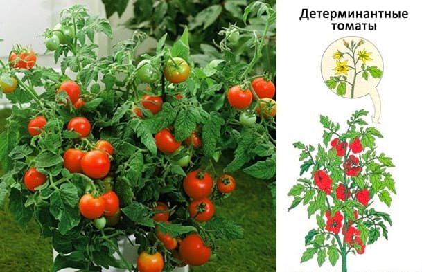 pasynkovanie pomidor v teplice i v otkrytom grunte28 Пасинкування помідорів в теплиці і у відкритому грунті