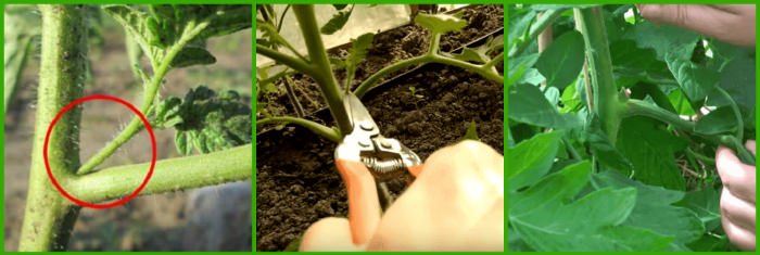 pasynkovanie pomidor v teplice i v otkrytom grunte30 Пасинкування помідорів в теплиці і у відкритому грунті