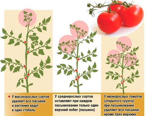 pasynkovanie pomidor v teplice i v otkrytom grunte31 Пасинкування помідорів в теплиці і у відкритому грунті