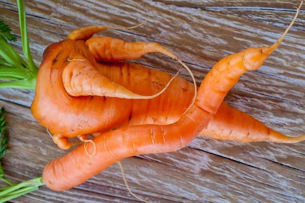 pochemu morkov rastet koryavaya i rogataya – prichiny i chto delat 131 Чому морква росте кострубата і рогата – причини і що робити?