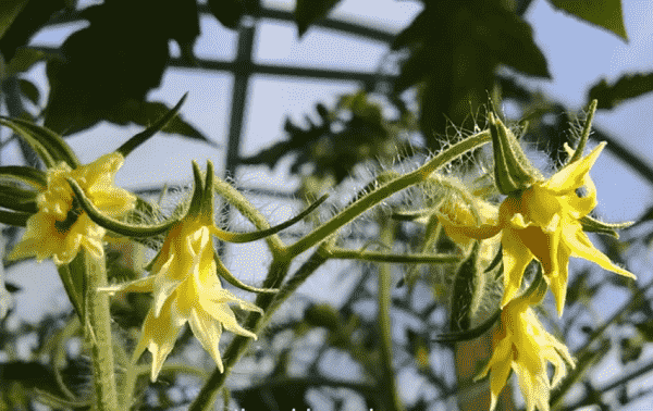 pochemu opadaet cvet u tomatov v teplice – chto delat 57 Чому опадає цвіт у томатів у теплиці – що робити?
