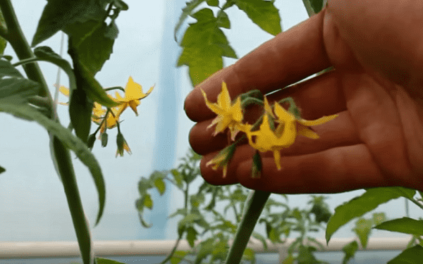 pochemu opadaet cvet u tomatov v teplice – chto delat 63 Чому опадає цвіт у томатів у теплиці – що робити?