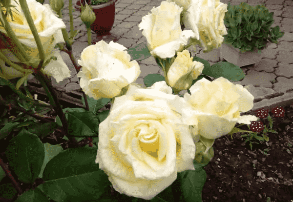 rozy vesnojj – ukhod i podkormka posle zimy32 Троянди навесні – догляд та підживлення після зими