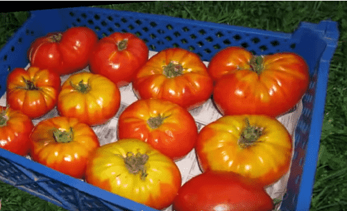 semena tomatov – kakie luchshe kupit dlya teplic i otkrytogo grunta84 Насіння томатів – які краще купити для теплиць і відкритого грунту